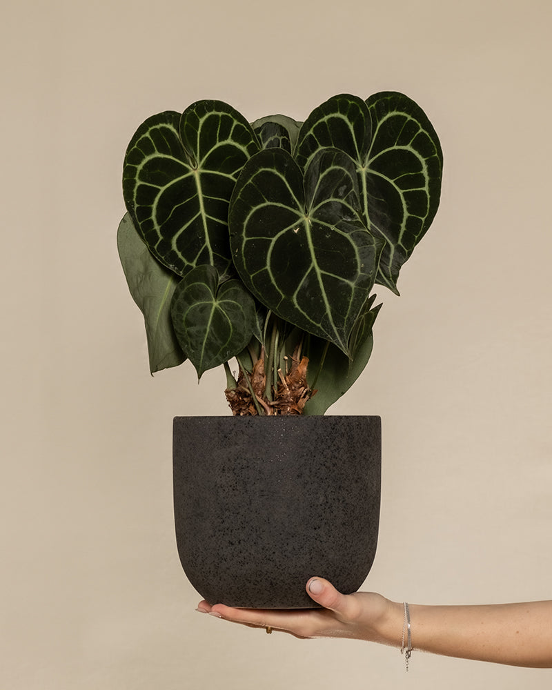 feey-anthurium-clarinervium-zimmerpflanze-herzblattblume image 1