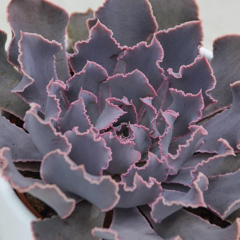 pasiora-echeveria-shaviana-pink-frills-sukkulente-10-5cm-topf image 2