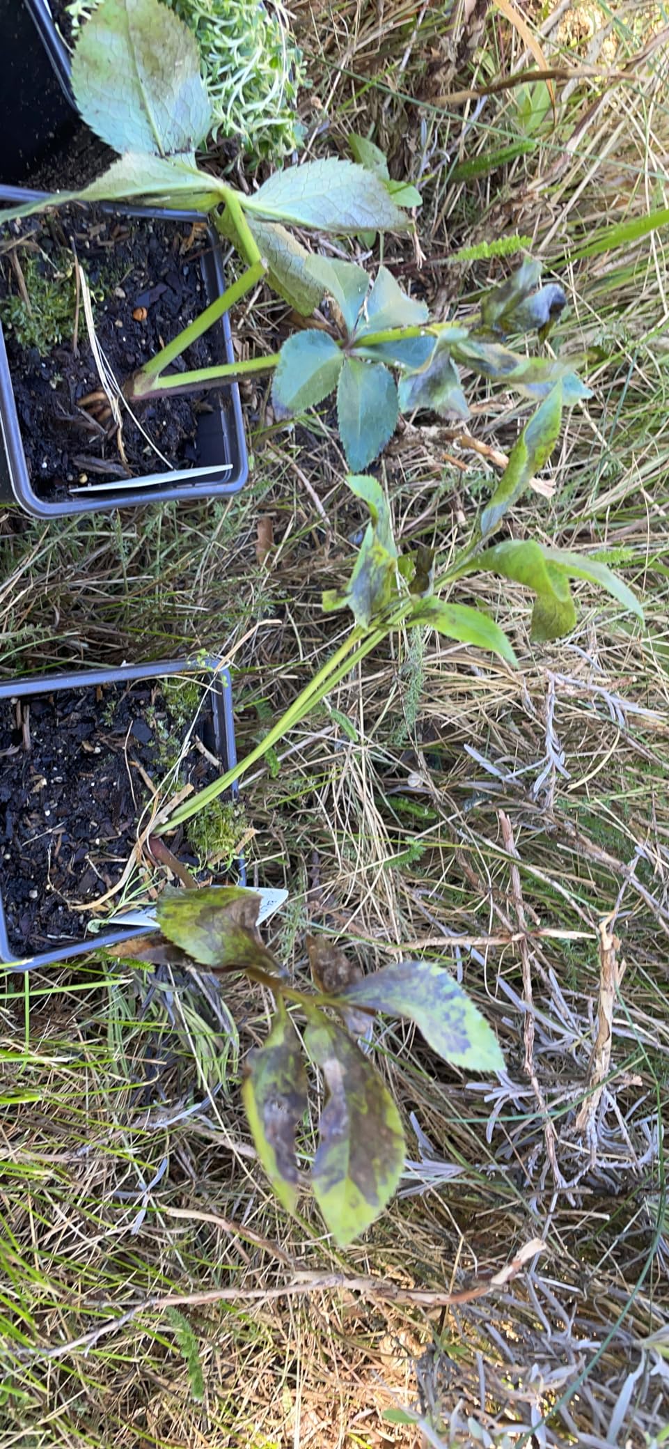 Beet sieht nach Plan super aus