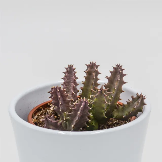 pasiora-huernia-pink-eye-aasblume-sukkulente-8-cm-topf image 1
