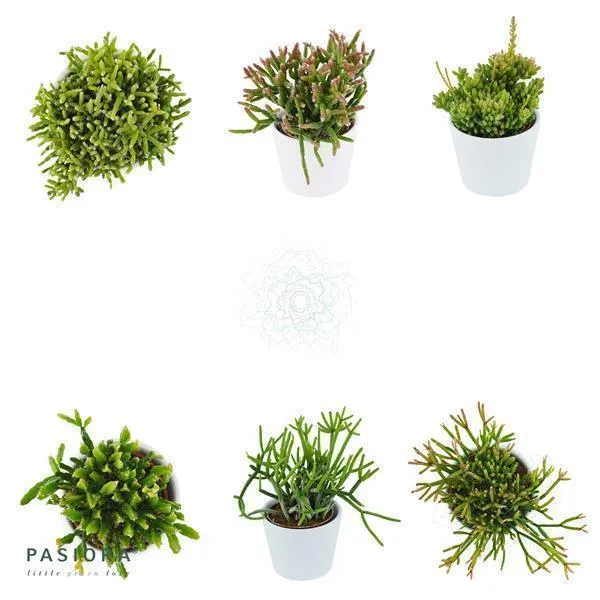 pasiora-rhipsalis-set-3-st-ck-rhipsalis-sukkulenten-mix image 1
