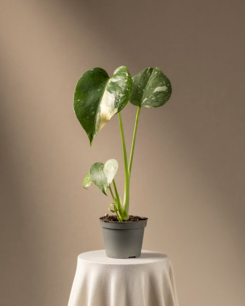 feey-monstera-deliciosa-thai-constellation-babypflanze image 3