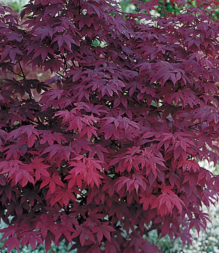 baldur-garten-japanischer-ahorn-mix-2er-katsura-burgund image 3