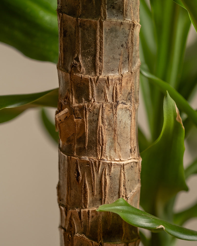 feey-gro-er-drachenbaum-dracaena-fragrans-65-75-cm image 2