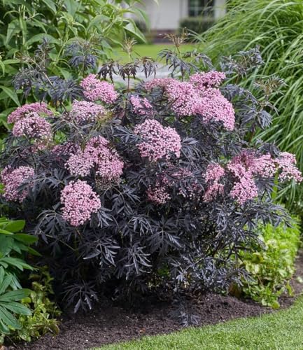 baldur-garten-terrassen-holunder-cherry-lace-im-9x9-cm-topf image 5