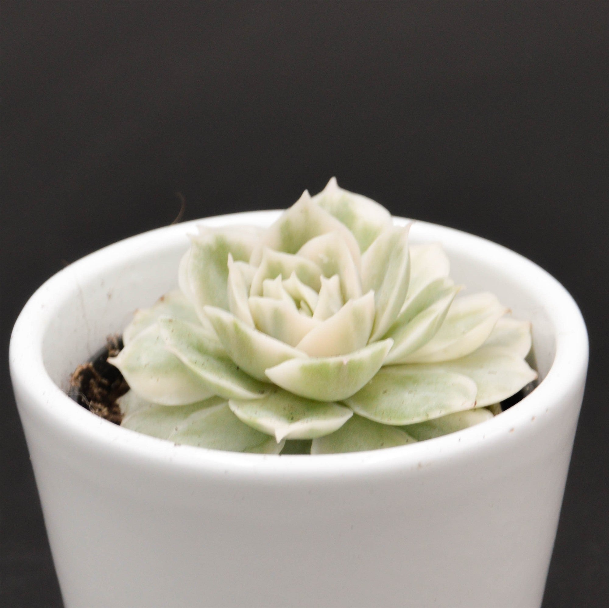 pasiora-echeveria-onslow-f-variegata-sukkulente-6cm image 2
