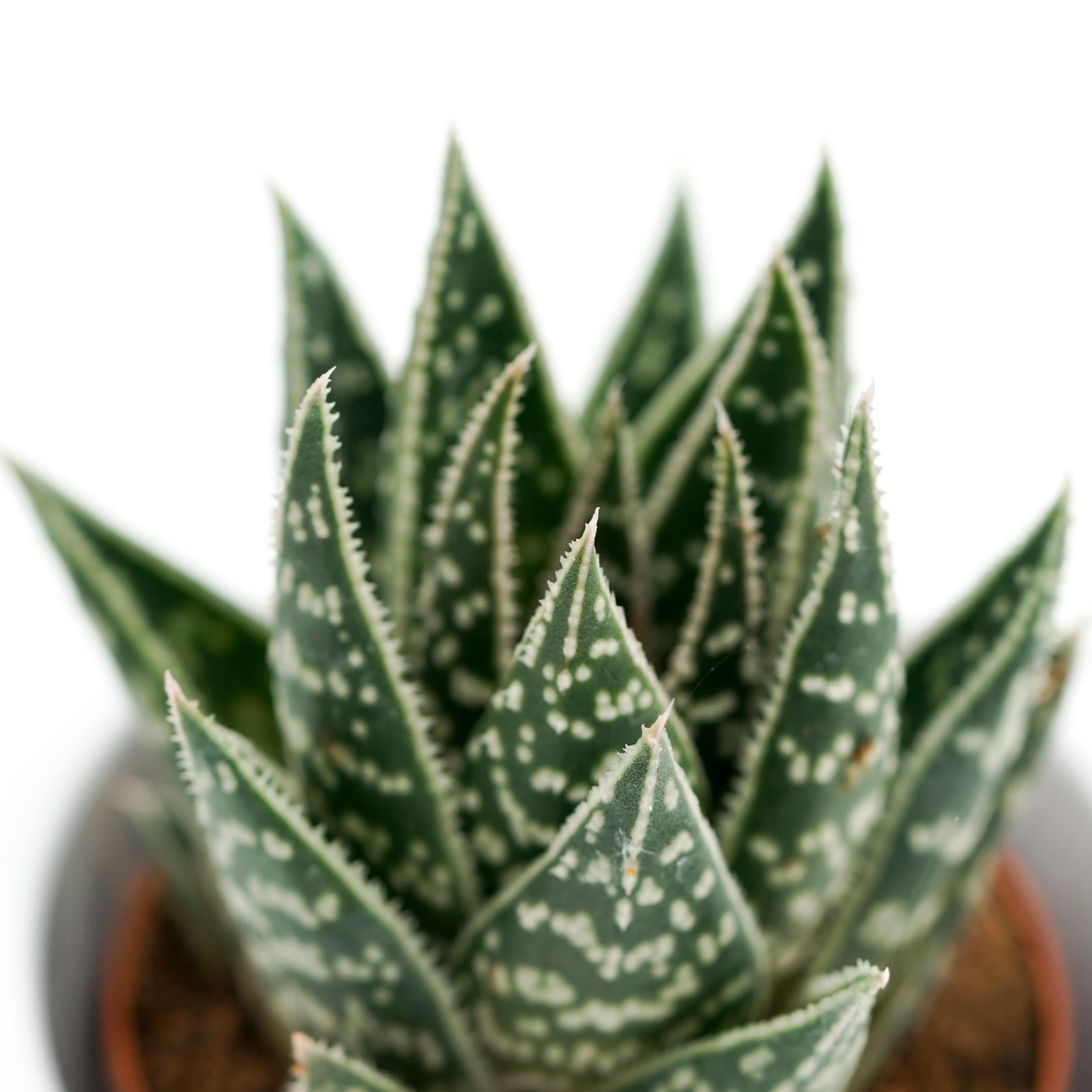 pasiora-x-gasteraloe-interstellar-sukkulente-5-5cm image 2
