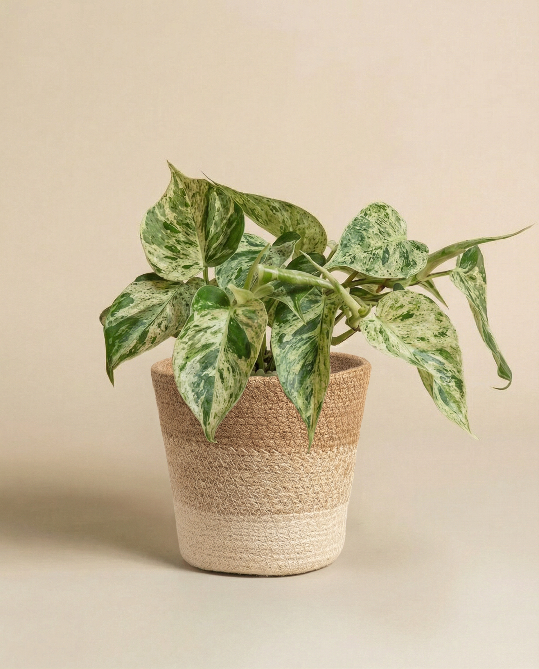 feey-philodendron-oxycardium-variegata-schweizer-zimmerpflanze image 8