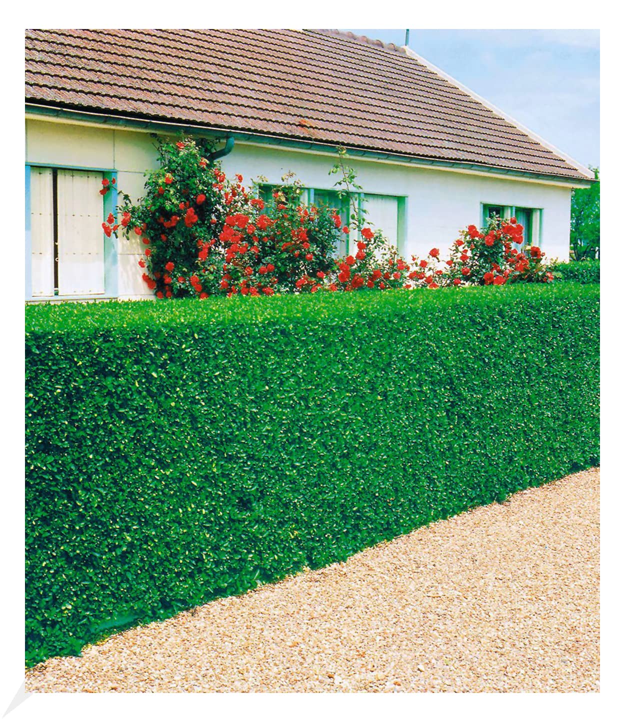 baldur-garten-3er-immergr-ne-liguster-hecke-wurzelnackt-50-60-cm image 1