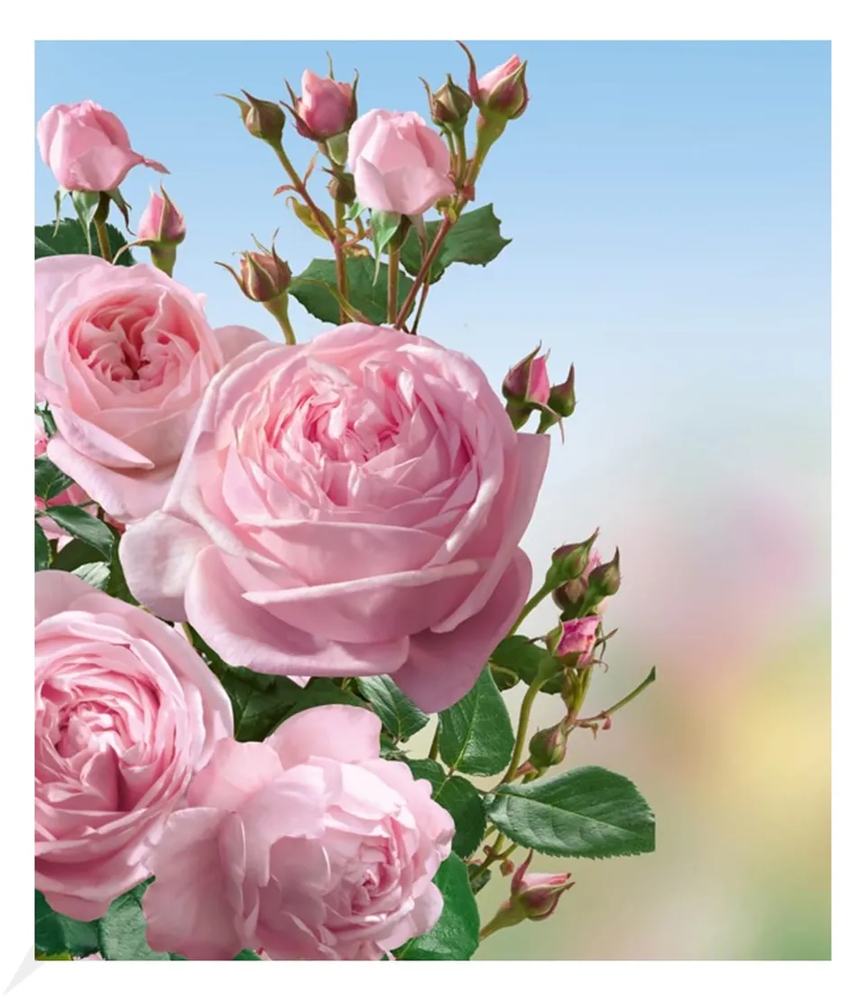 baldur-garten-delbard-kletterrose-nah-ma-wurzelnackt-3-5-m image 1