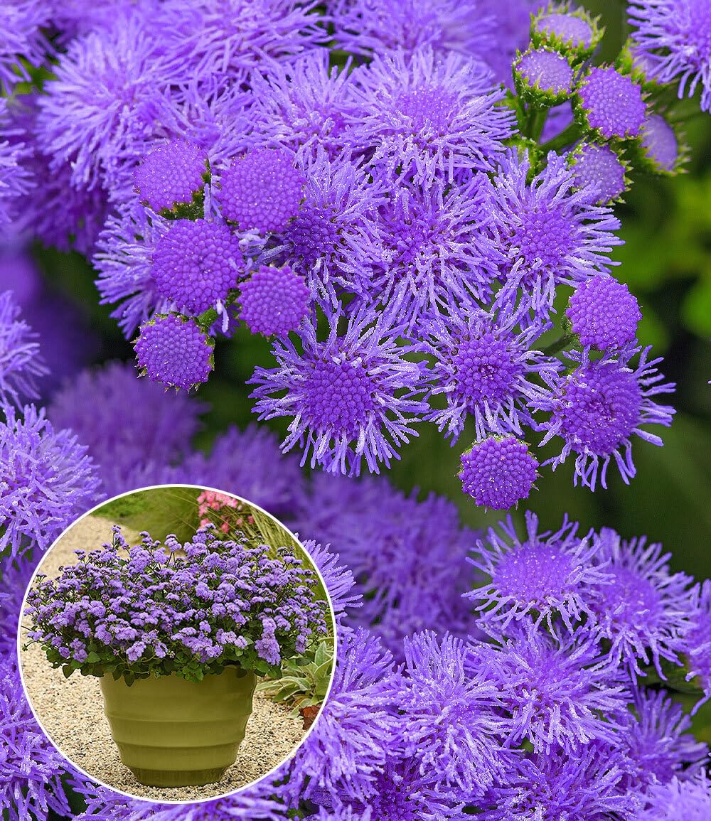 baldur-garten-ageratum-monarch-magic-2x-sommerblume-im-10-5-cm-topf image 1