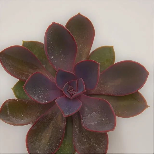 pasiora-echeveria-purple-pearl-sukkulente-6cm-topf image 1