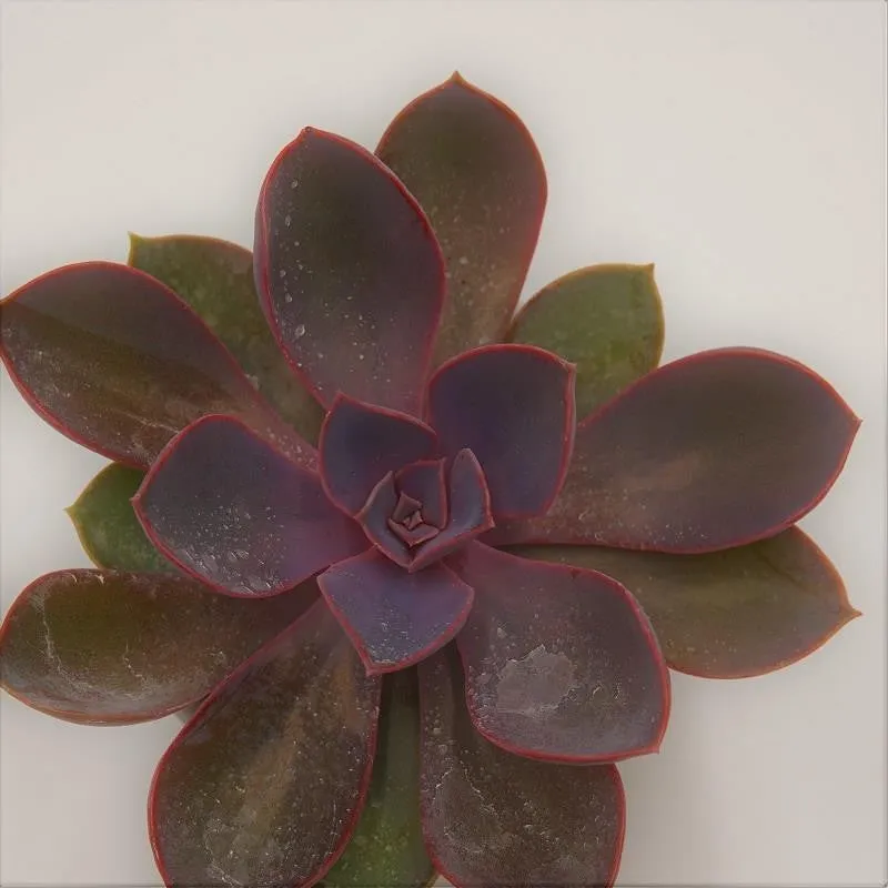 pasiora-echeveria-purple-pearl-sukkulente-6cm-topf image 1