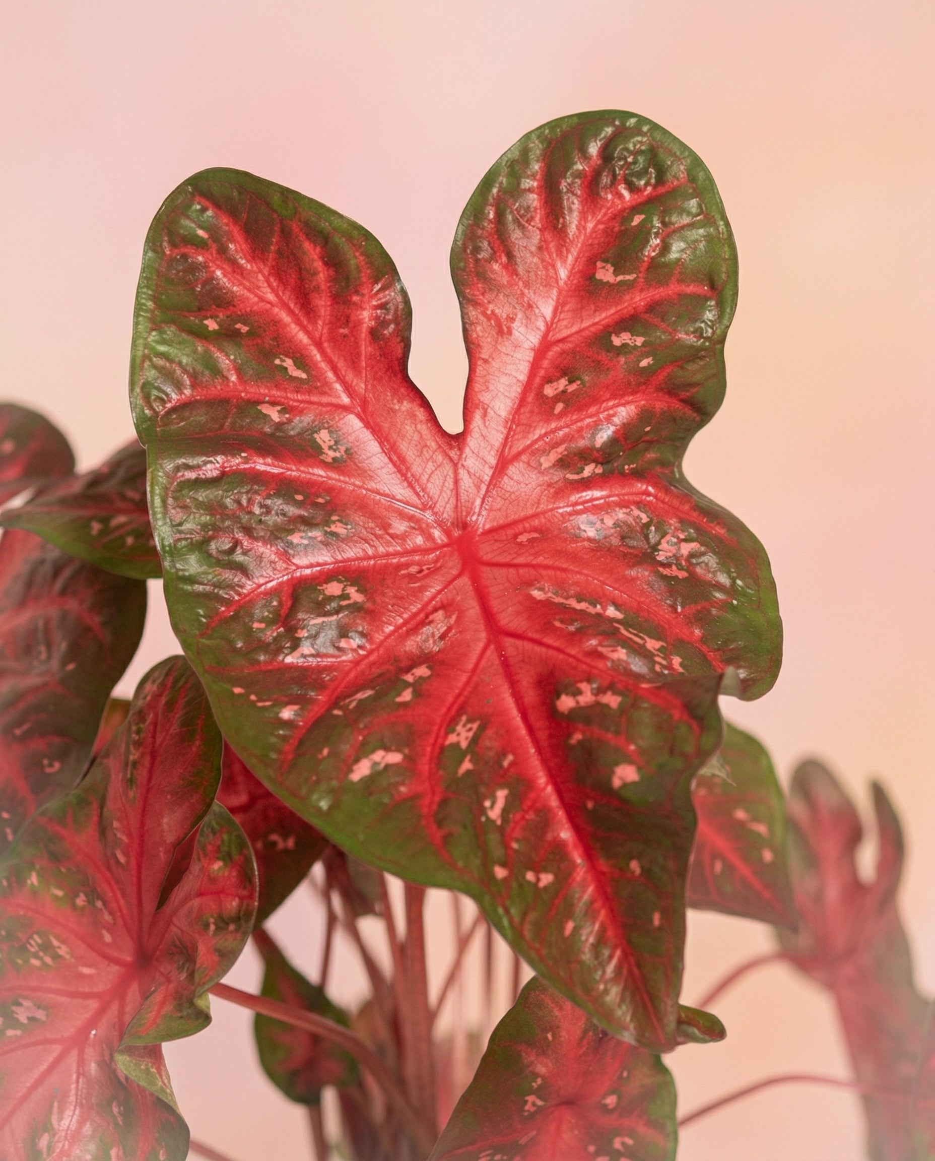 feey-caladium-red-flash-zimmerpflanze image 2