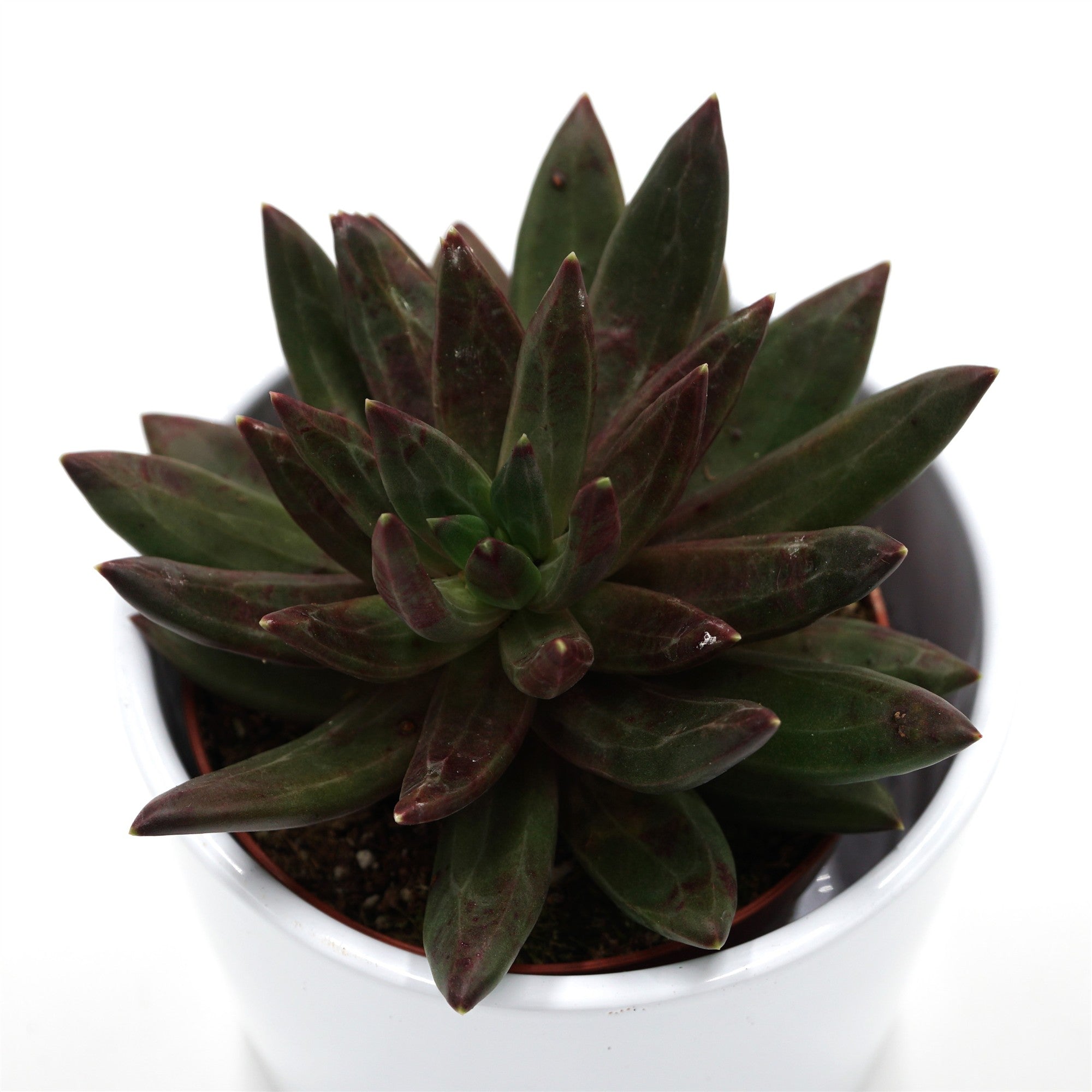 pasiora-x-pachyveria-izar-sukkulente-8-5-cm-topf image 2