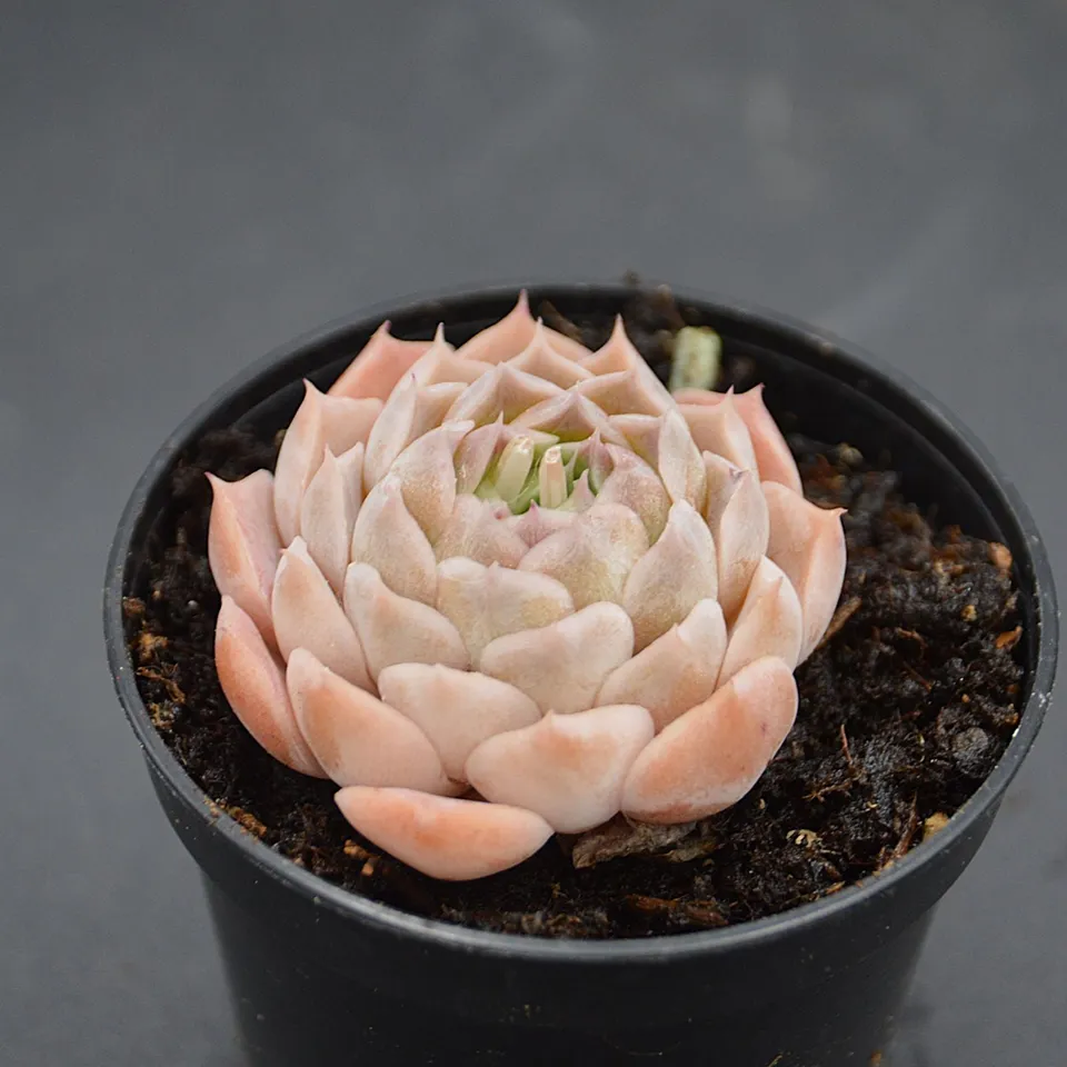 pasiora-echeveria-white-swan-sukkulente-einzelst-ck-indoor image 1