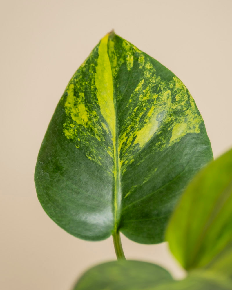 feey-monstera-aurea-variegata-gelb-panaschierte-rarit-t image 2