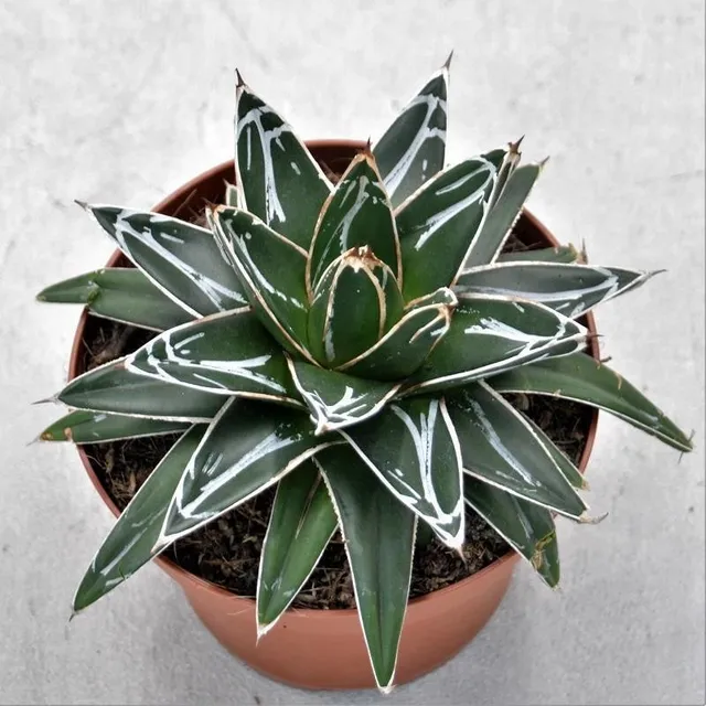 pasiora-agave-victoriae-reginae-k-nigs-agave-sukkulente-14cm image 1