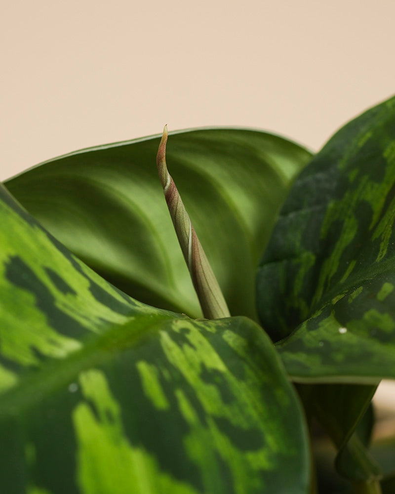 feey-homalomena-camouflage-zimmerpflanze image 2