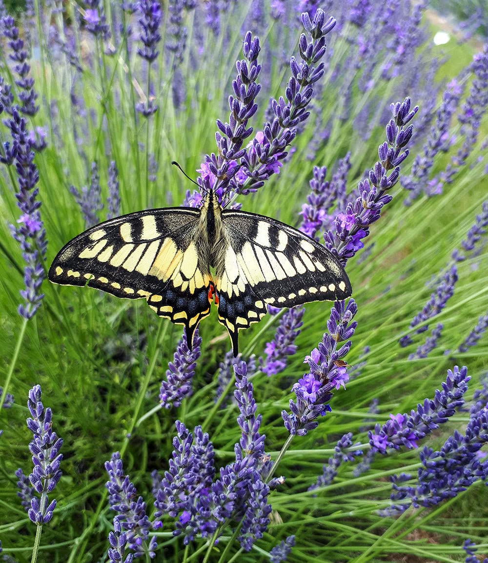 baldur-garten-lavendel-phenomenal-duftlavendel-3x-im-9x9-cm-topf image 7