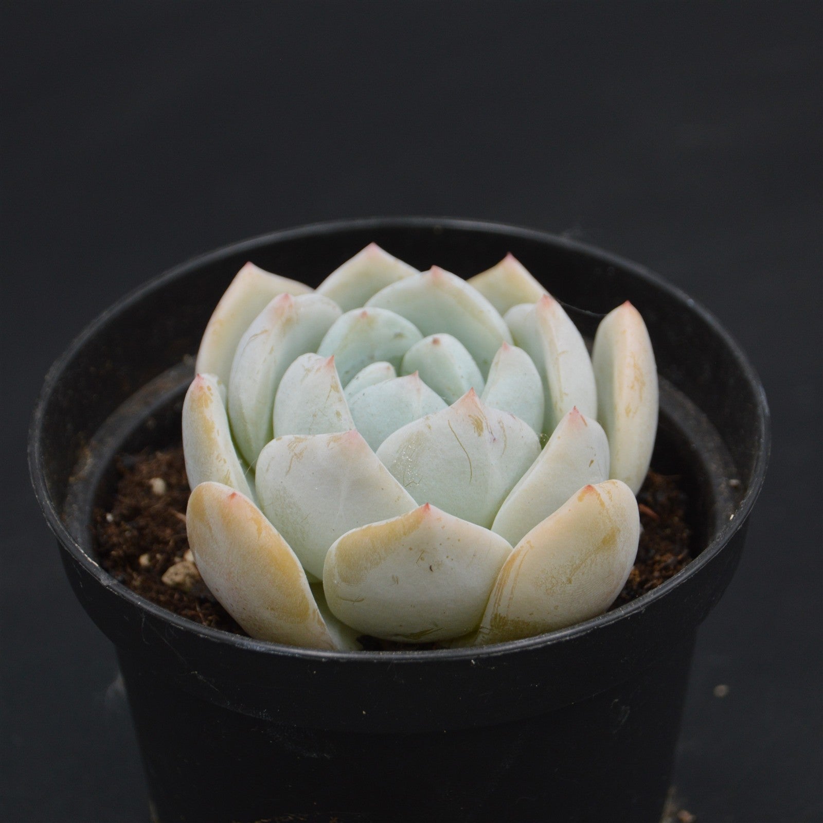 pasiora-echeveria-snow-rarit-t-sukkulente-einzelst-ck-indoor image 1