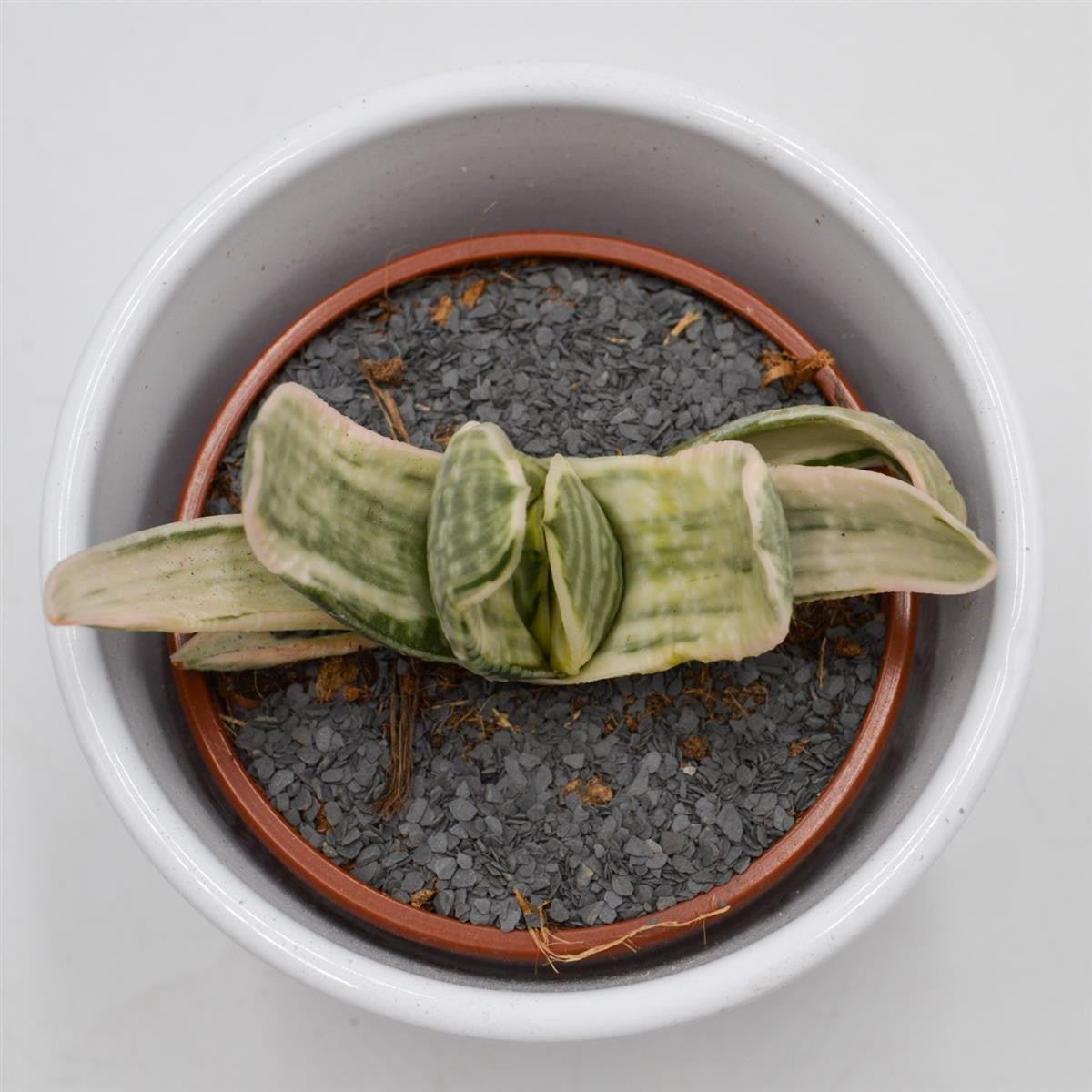 pasiora-gasteria-marmorata-f-variegata-sukkulente-8-5cm-topf image 1