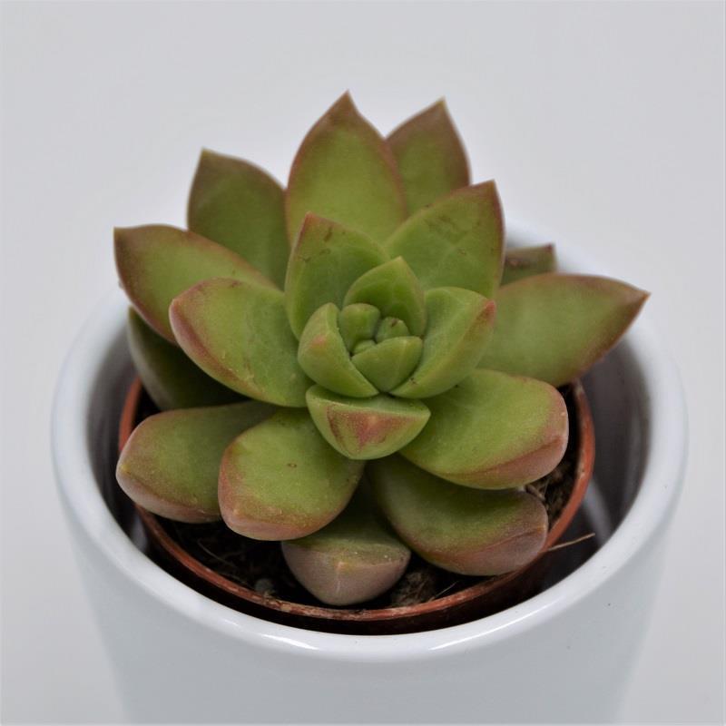 pasiora-sedum-adolphii-5-5cm-farbwechselnde-sukkulente image 2