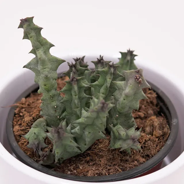 pasiora-huernia-primulina-aasblume-sukkulente-8-cm-topf image 1