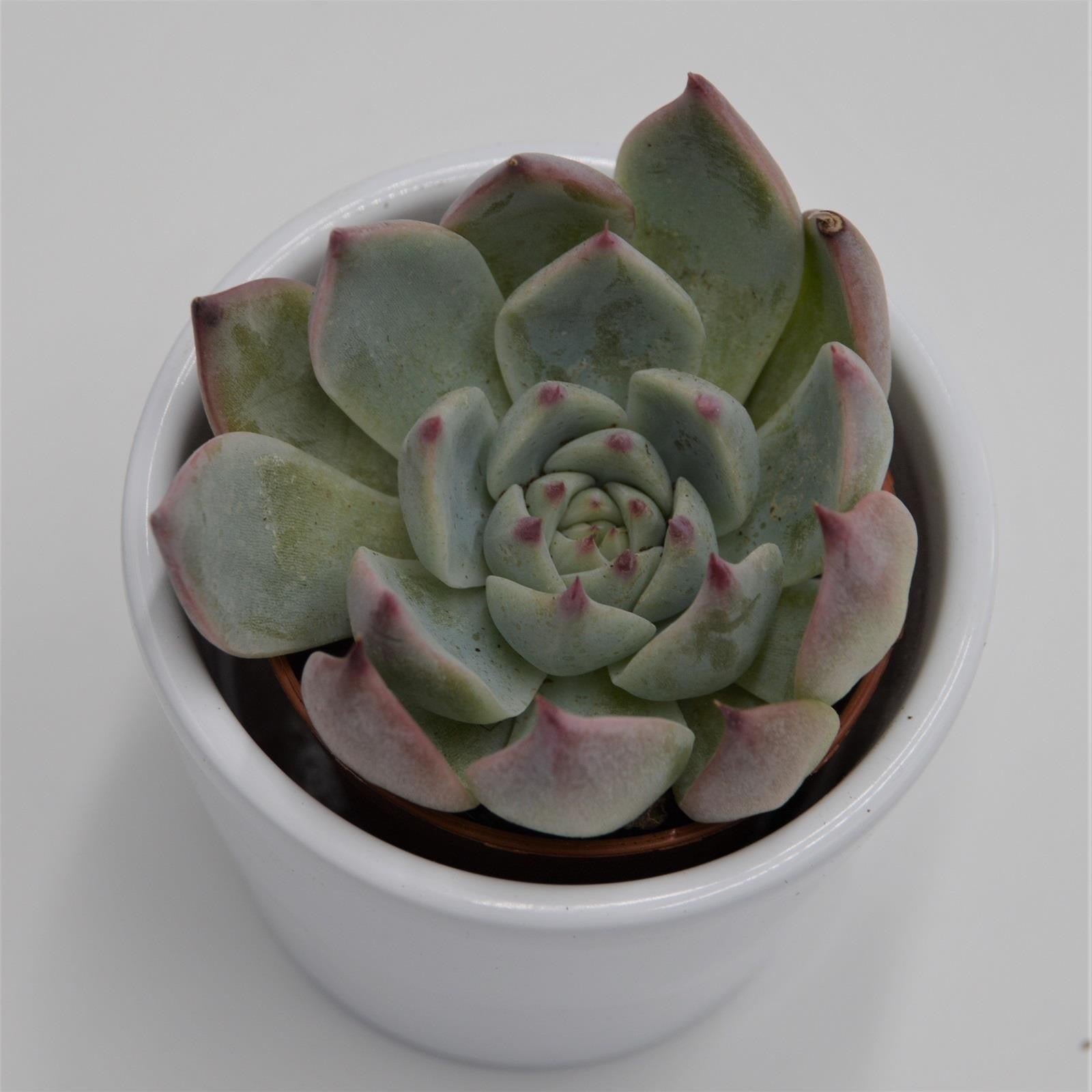 pasiora-echeveria-parva-beatrice-sukkulente-6cm image 4