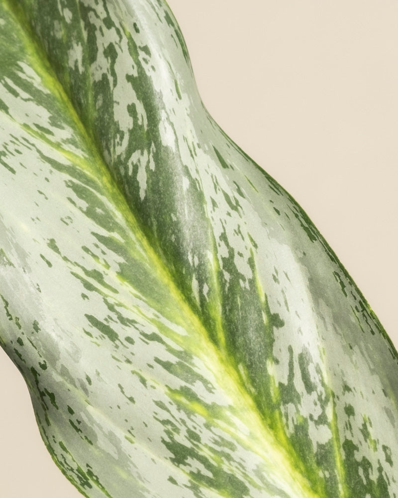 feey-aglaonema-emerald-stone-zimmerpflanze-mittel image 2