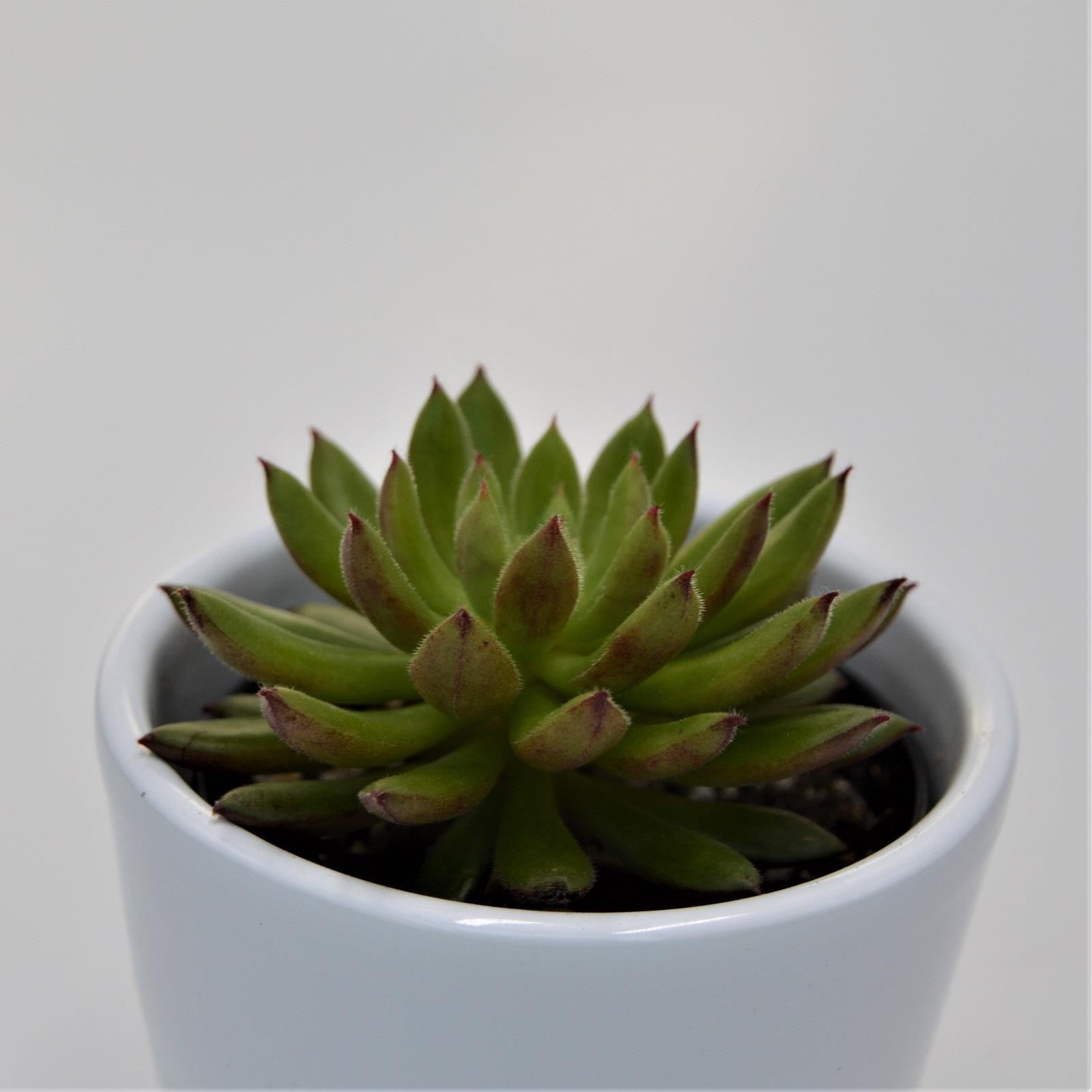 pasiora-echeveria-spruce-oliver-sukkulente-6cm image 1