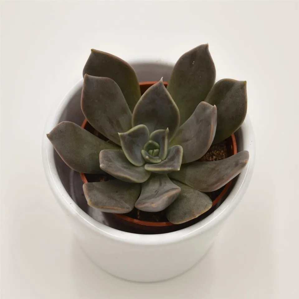 pasiora-echeveria-joost-sukkulente-5-5-cm-topf image 1