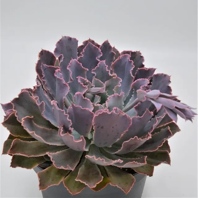 pasiora-echeveria-neon-breaker-rosetten-sukkulente-18cm image 1