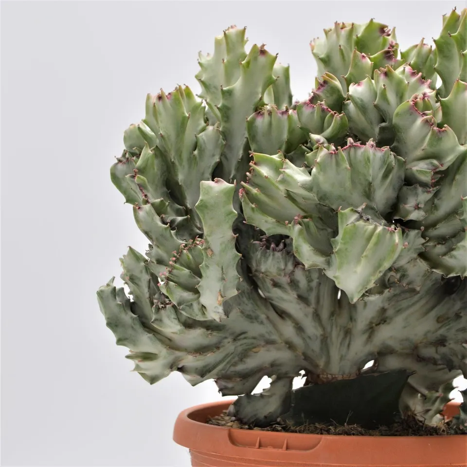 pasiora-euphorbia-lactea-f-variegata-cristata-17cm-unikat image 1