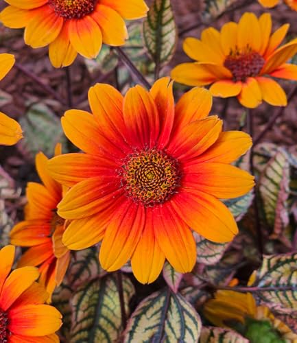 baldur-garten-sonnenauge-orange-marble-staude-9x9-cm image 4