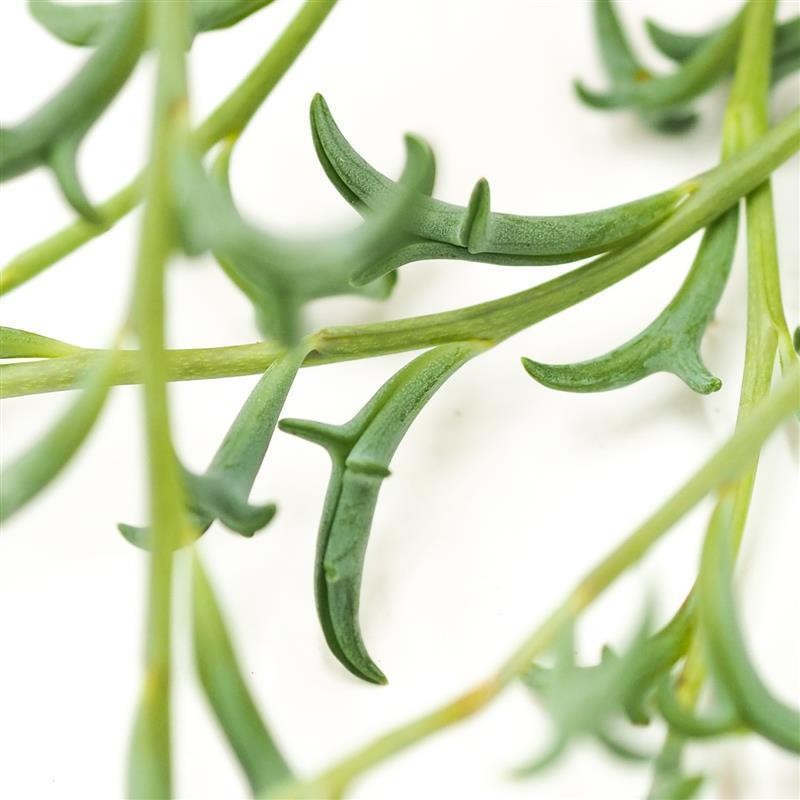 pasiora-senecio-peregrinus-string-of-dolphins-ampel-12-cm-topf image 2