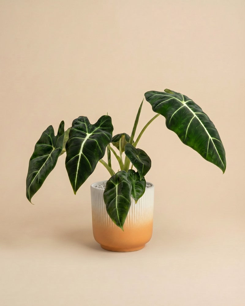 feey-alocasia-frydek-zimmerpflanze image 7
