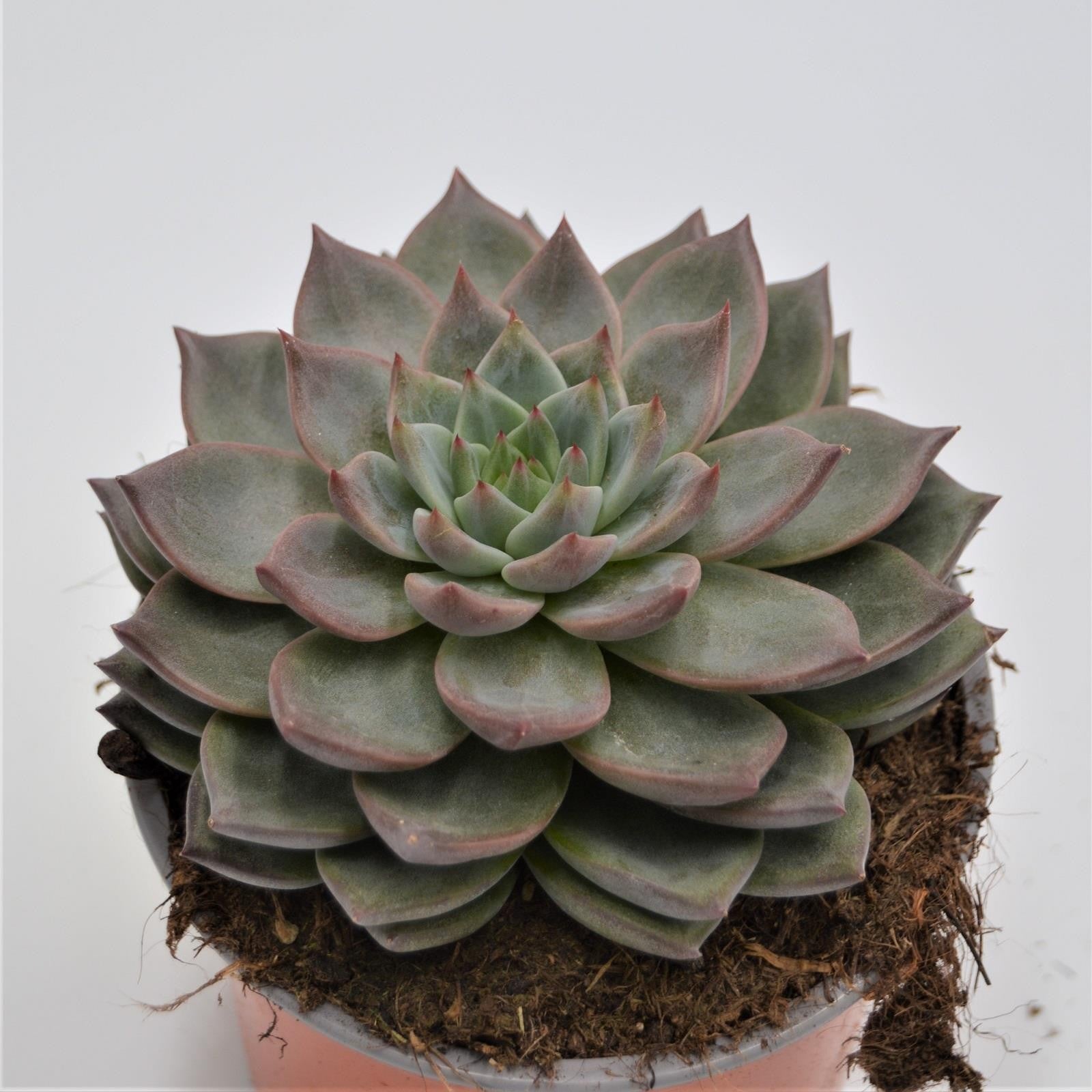 pasiora-echeveria-monica-sukkulente-13-cm-topf image 1