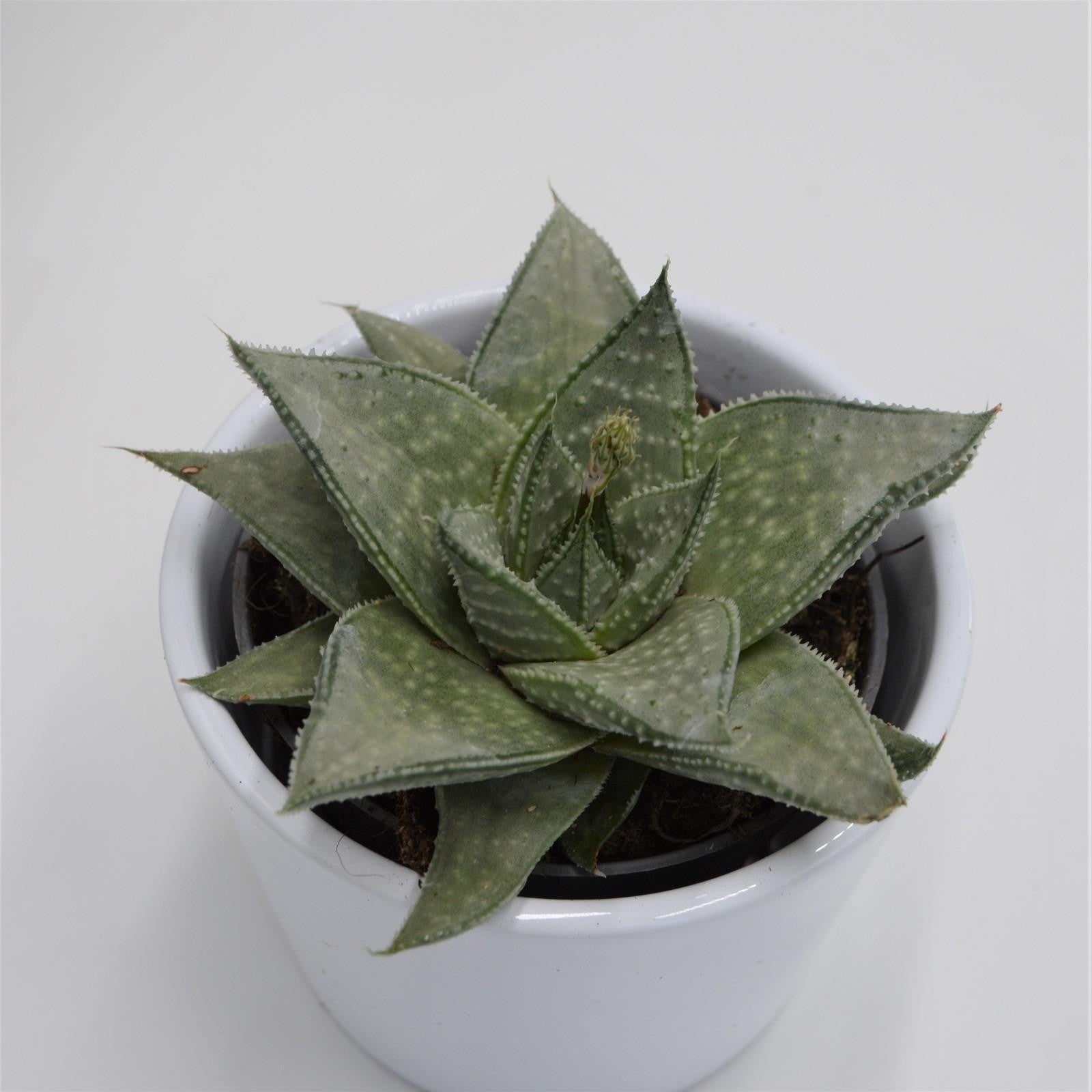 pasiora-aloe-wonder-sukkulente-8-5-cm-topf image 1