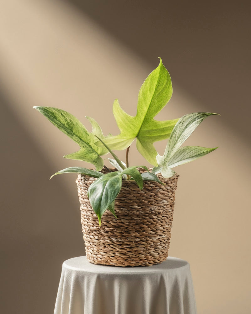 feey-philodendron-florida-ghost-rarit-t image 8