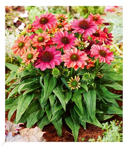 baldur-garten-echinacea-evolution-staude-im-9x9-cm-topf image 6