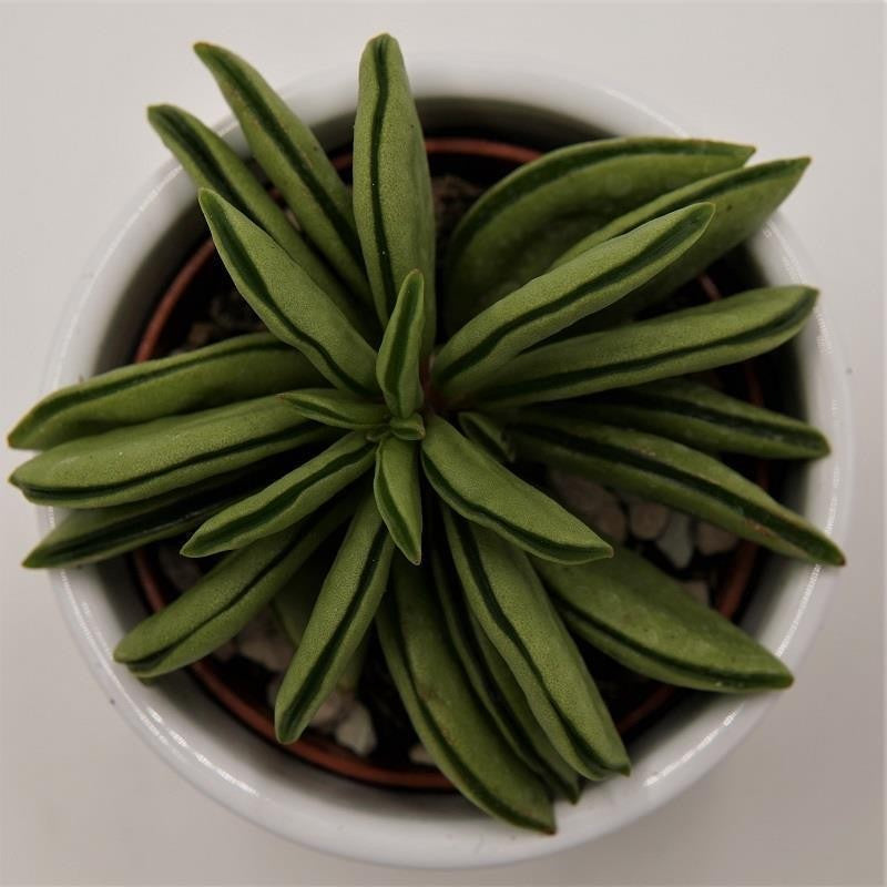 pasiora-peperomia-dolabriformis-green-spark-sukkulente-6cm image 2