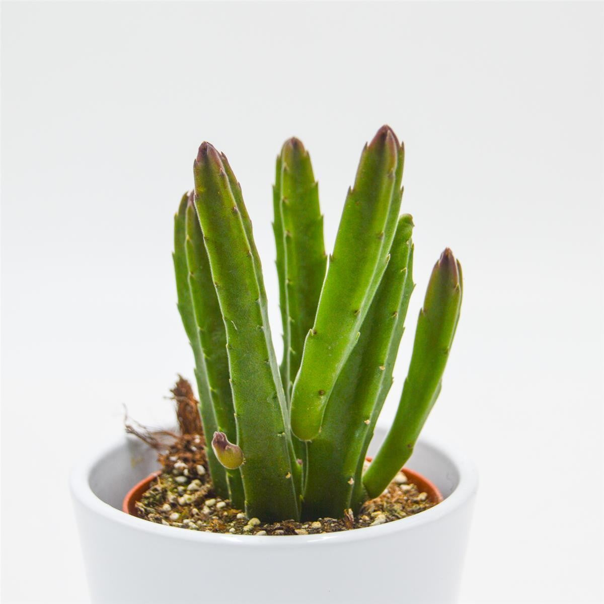 pasiora-stapelia-leendertziae-aasblume-sukkulente-im-8-5cm-topf image 1