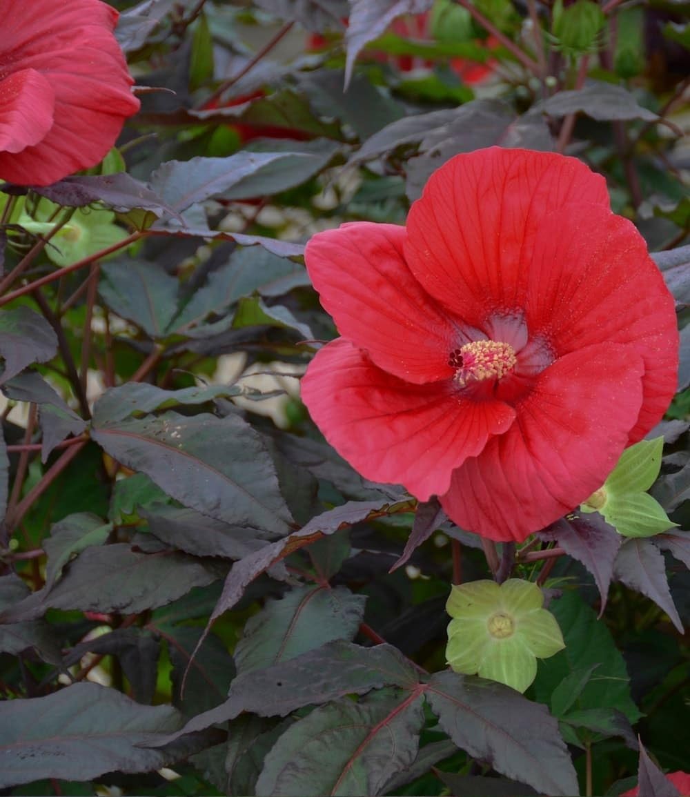 baldur-garten-winterharter-hibiskus-summerific-midnight-marvel image 3