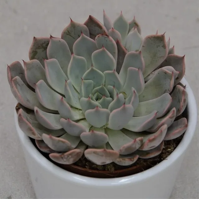 pasiora-echeveria-cuspidata-zaragoza-pink-sukkulente-8-5-cm image 1