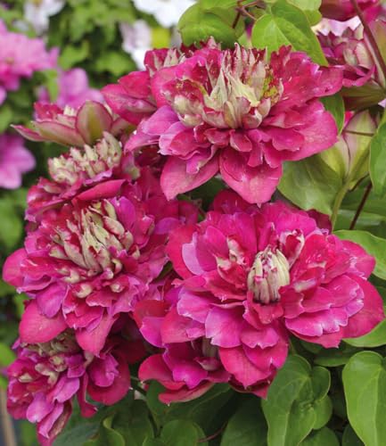 baldur-garten-clematis-hot-kisses-1-pflanze-im-9x9-cm-topf image 3