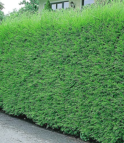 baldur-garten-leyland-zypressen-hecke-50-pflanzen-im-9x9-cm-topf image 7