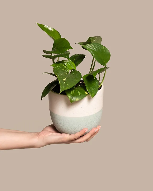 feey-efeutute-epipremnum-aureum-h-ngepflanze-klein image 1