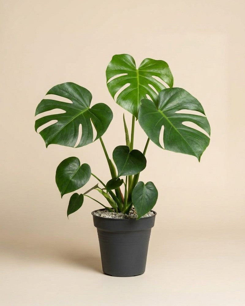 feey-monstera-deliciosa-zimmerpflanze-fensterblatt image 3