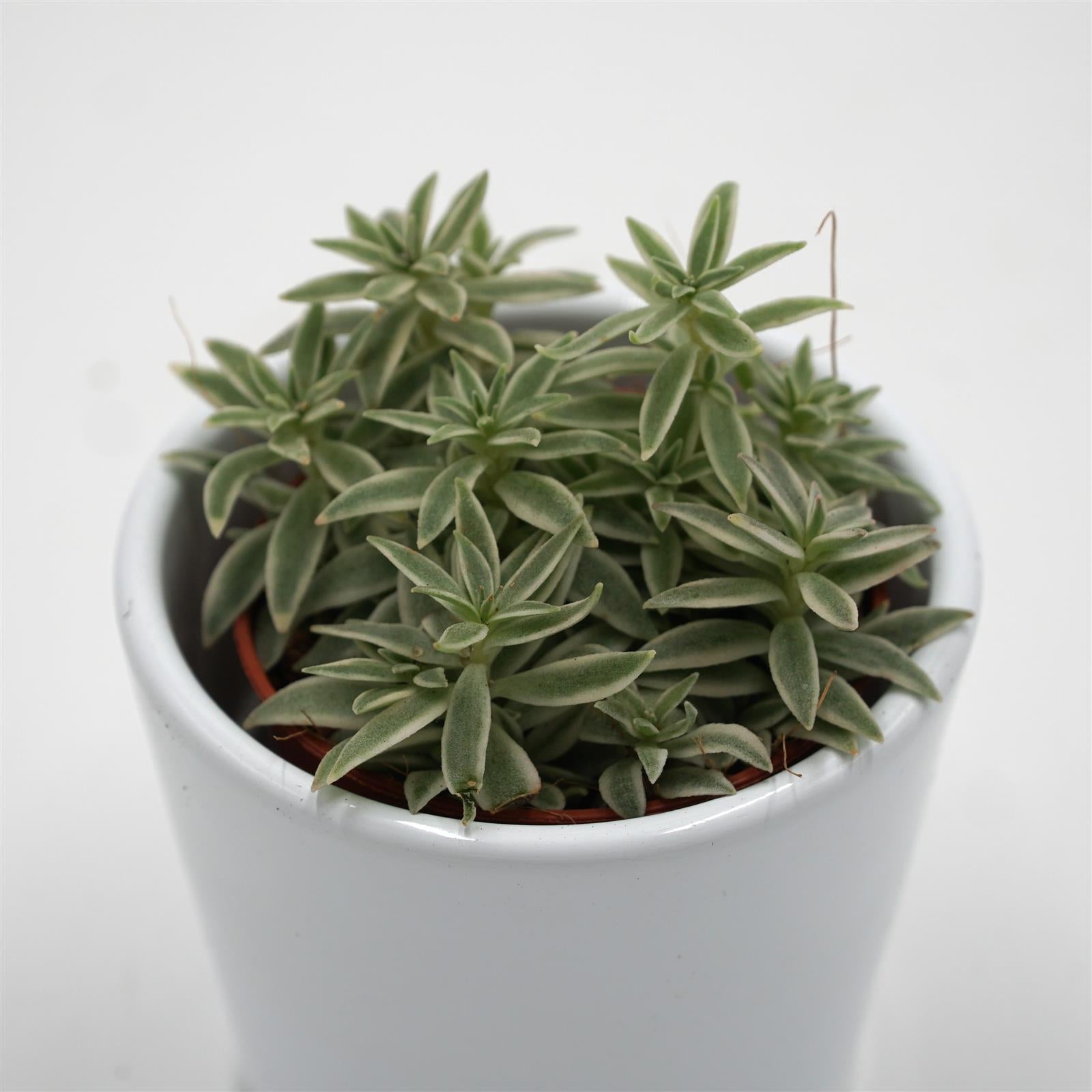 pasiora-peperomia-sprinkle-sukkulente-im-5-5cm-topf image 1